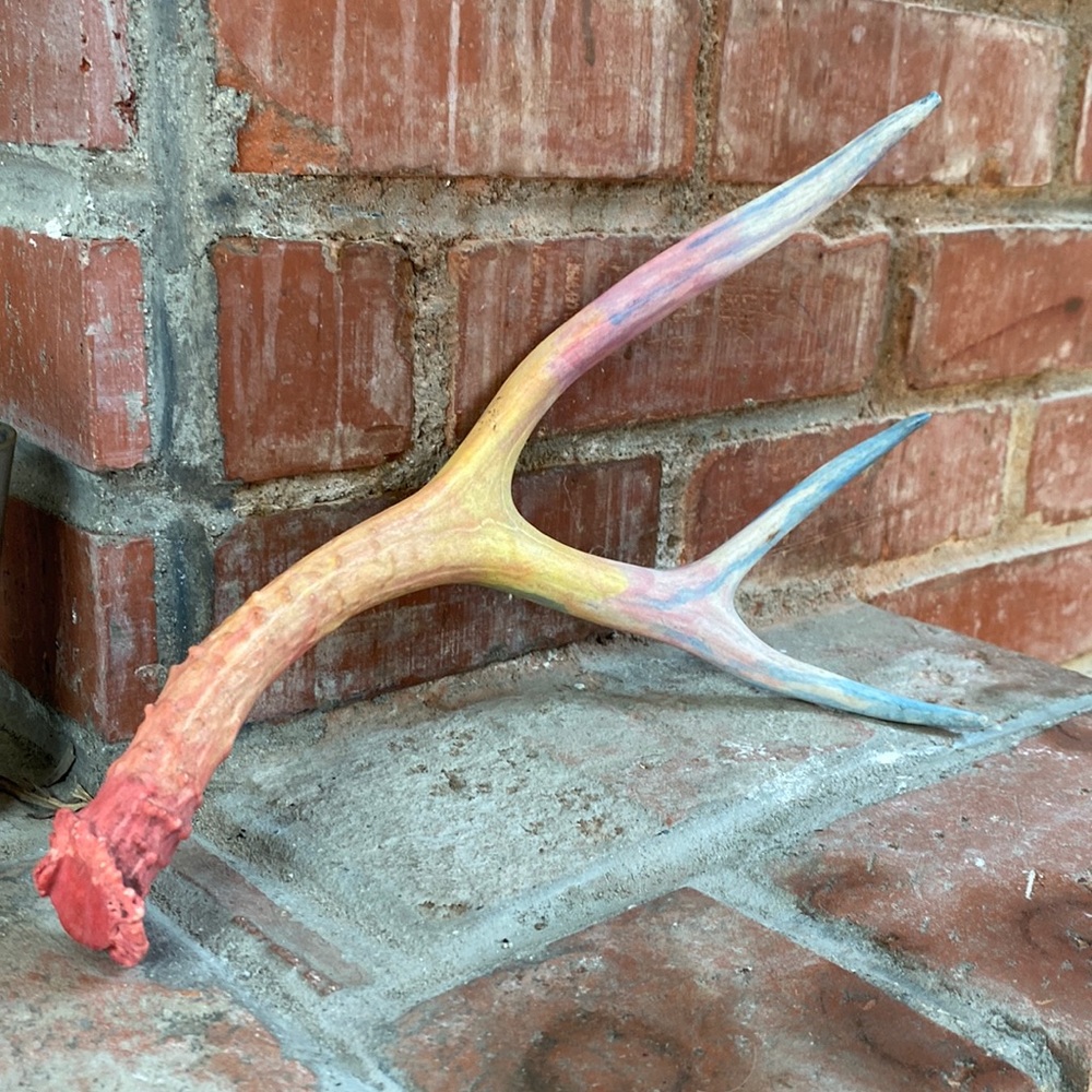 Rainbow elk antler